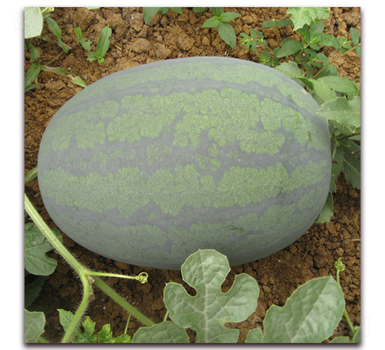 ���y�t����-���ϷN��-���y�ϲ�