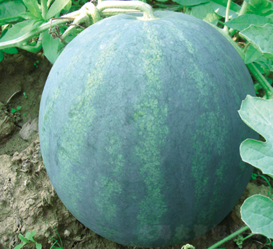 ���y��-���ϷN��-���y�ϲ�