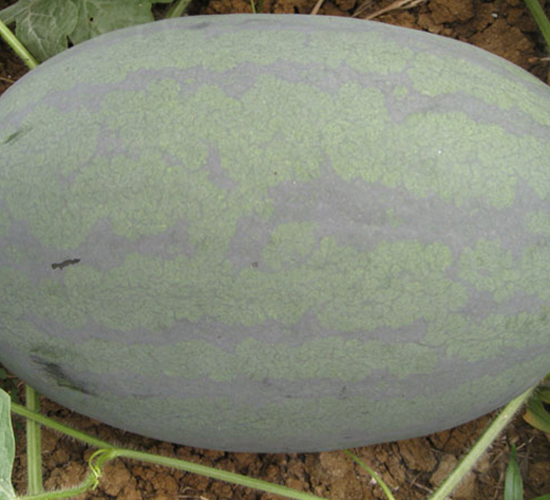 ���S��̖-���ϷN��-���y�ϲ�