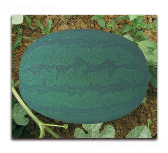 ����ɯ��-���ϷN��-���y�ϲ�