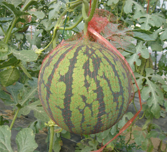 �S����-���ϷN��-���y�ϲ�