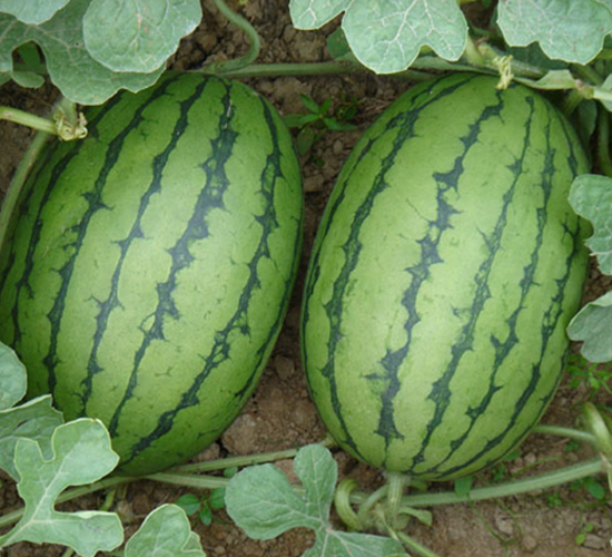 ����t-���ϷN��-���y�ϲ�