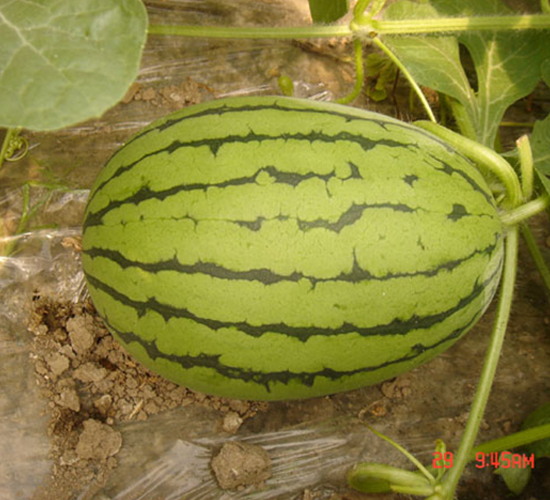 �μ���-���ϷN��-���y�ϲ�