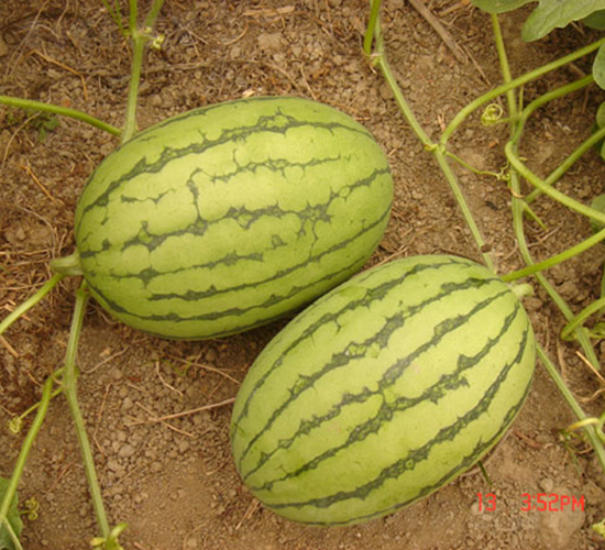 ������-���ϷN��-���y�ϲ�