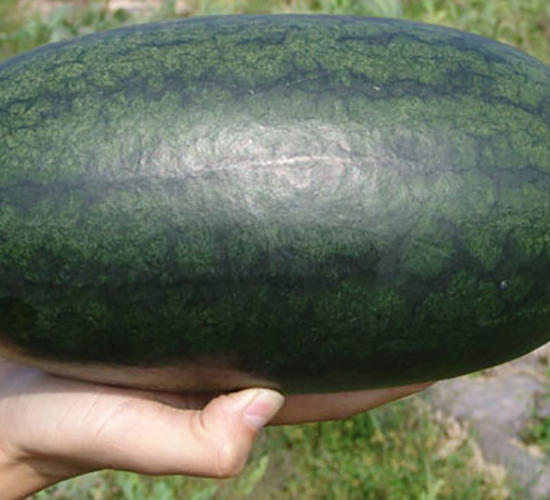 ������-���ϷN��-���y�ϲ�