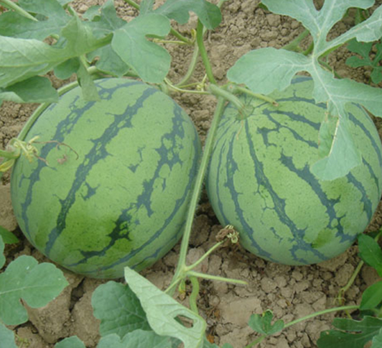 ����ؐ-���ϷN��-���y�ϲ�