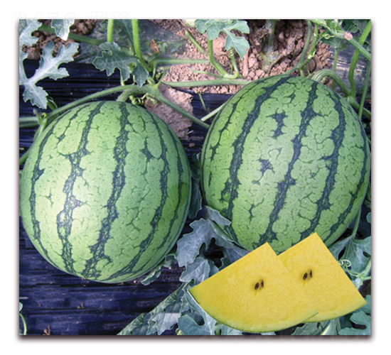 ���m-���ϷN��-���y�ϲ�