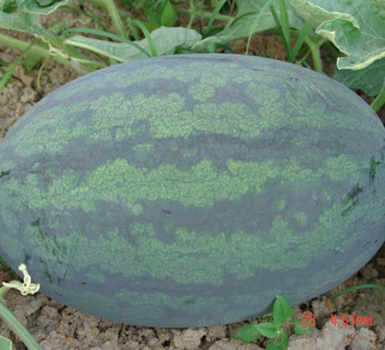 ��������̖(h��o)-���ϷN��-���y�ϲ�