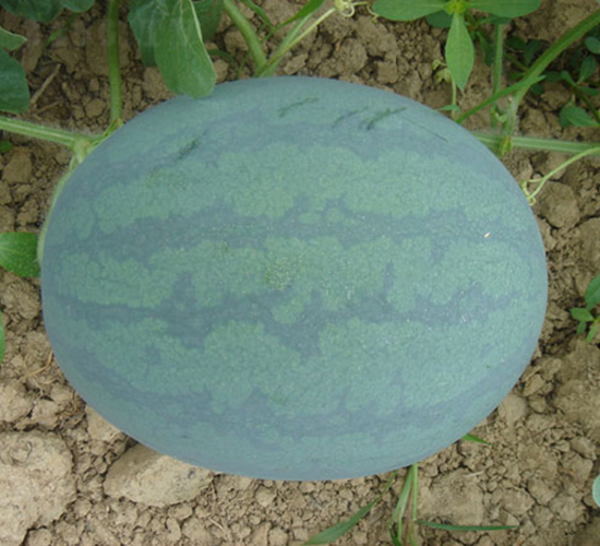 �������̖-���ϷN��-���y�ϲ�