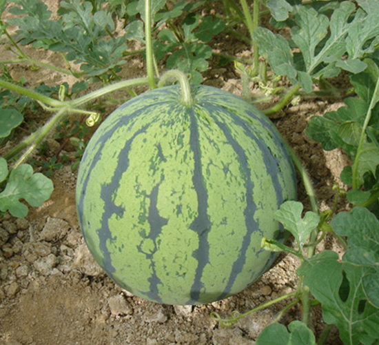 �ј�(l��)-���ϷN��-���y�ϲ�