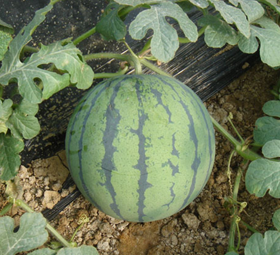 ����-���ϷN��-���y�ϲ�