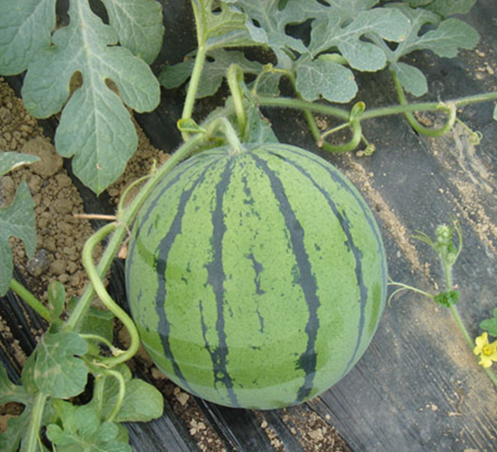 ��֮��-���ϷN��-���y�ϲ�