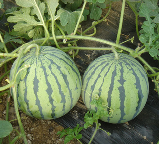 ���y�t����-���ϷN��-���y�ϲ�