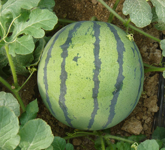 ���y���@-���ϷN��-���y�ϲ�