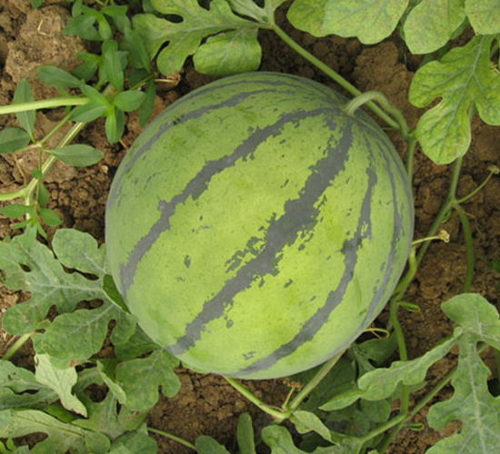 ����-���ϷN��-���y�ϲ�