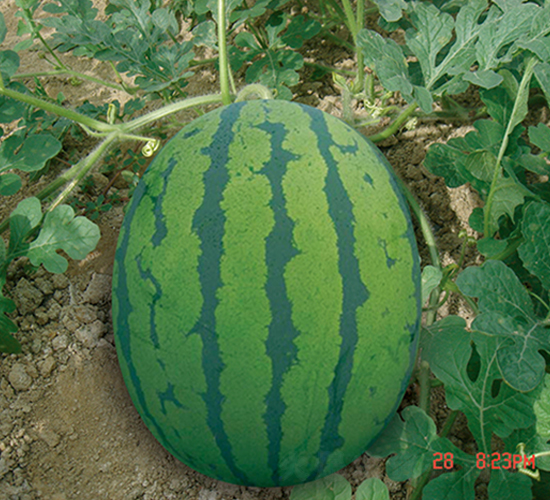 ������-���ϷN��-���y�ϲ�