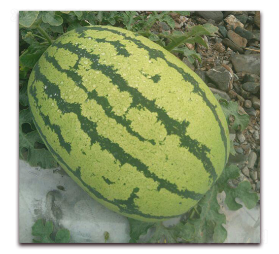 ���y��̖(h��o)-���ϷN��-���y�ϲ�