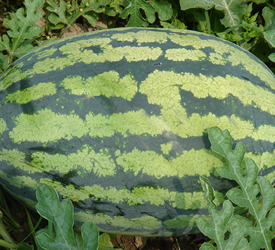 ��֮��-���ϷN��-���y�ϲ�