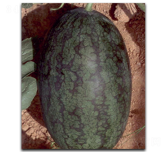 ���������-���ϷN��-������