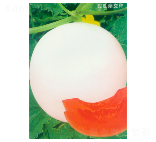 ������-��ϷN��-������