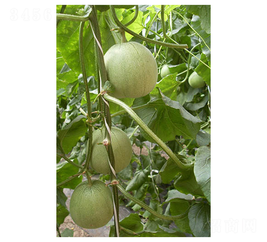 ������-��ϷN��-������