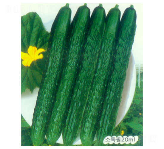 ��ʥһ̖-�S�ϷN��-������