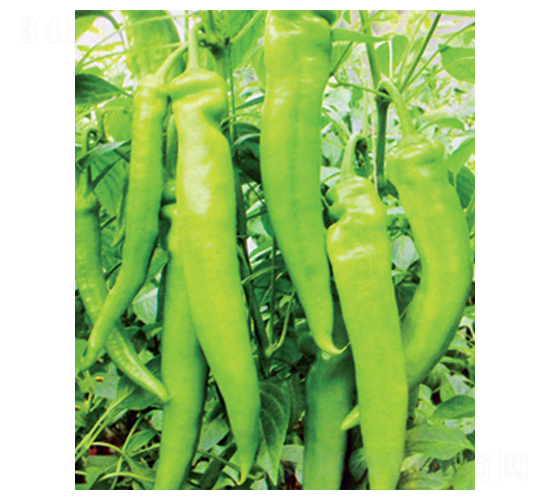 �L(zh��ng)��-�����N��-������