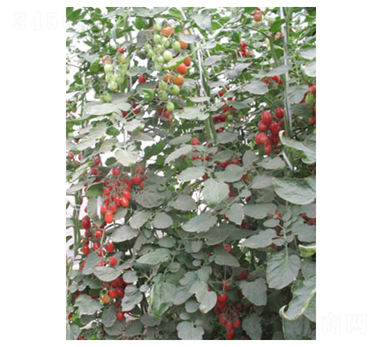 ǧ�t-���ѷN��-������