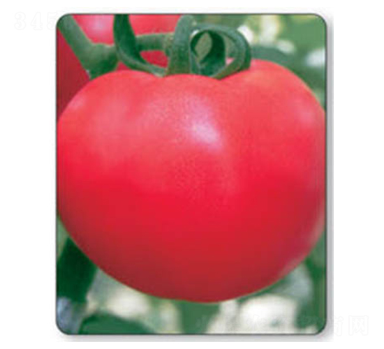 ���A����-���ѷN��-������