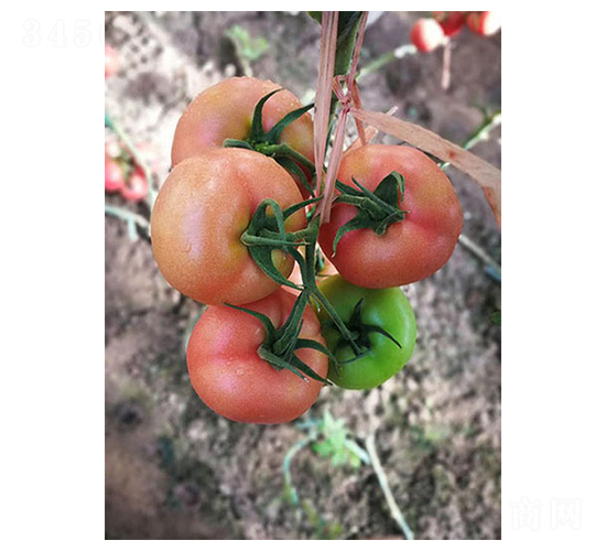 ʥ��-���ѷN��-������