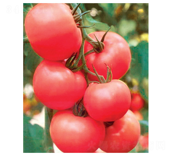 �۹�2̖-���ѷN��-������