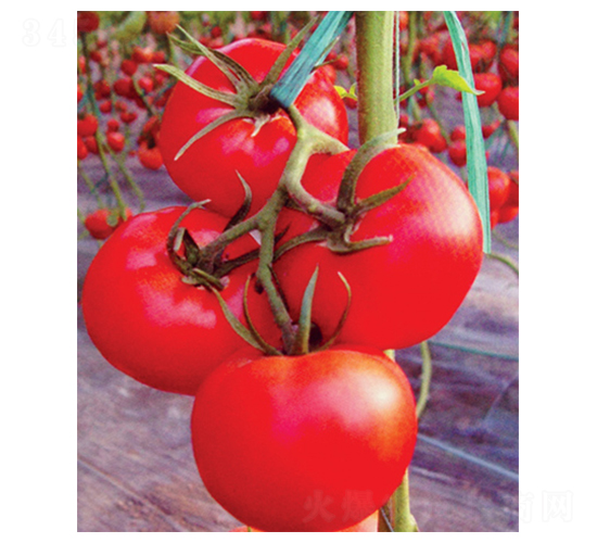 �۹�һ̖(h��o)-���ѷN��-������