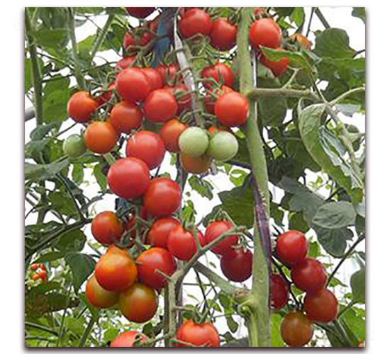 �X���t��-���ѷN��-�����r(n��ng)