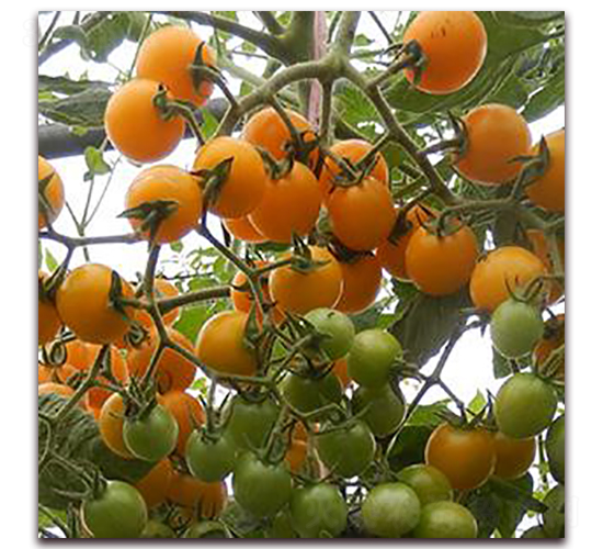 �X������-���ѷN��-�����r(n��ng)