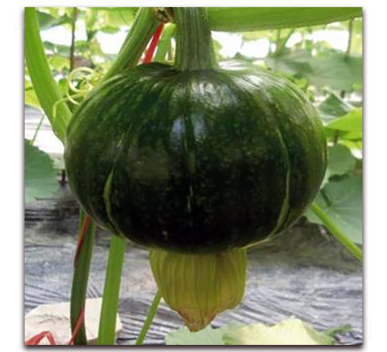 ����2̖-�ϹϷN��-�����r(n��ng)