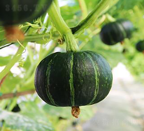 ����318-�ϹϷN��-�����r(n��ng)