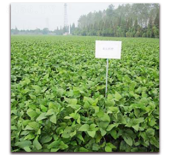 ʒ�r(n��ng)���G-�󶹷N��-�����r(n��ng)