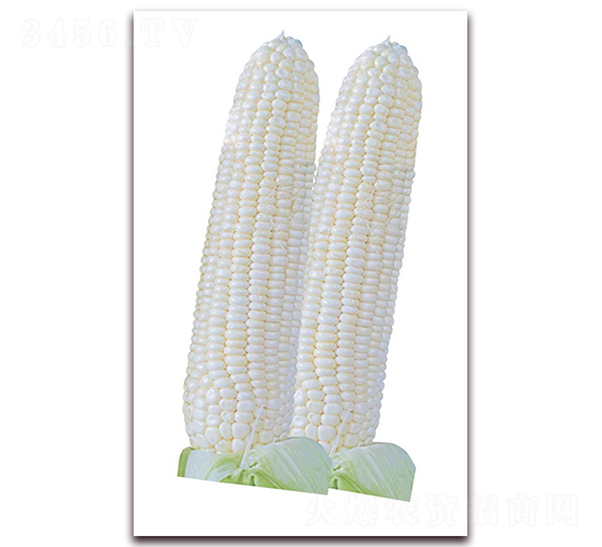 ���P��5̖-���׷N��-�����r(n��ng)