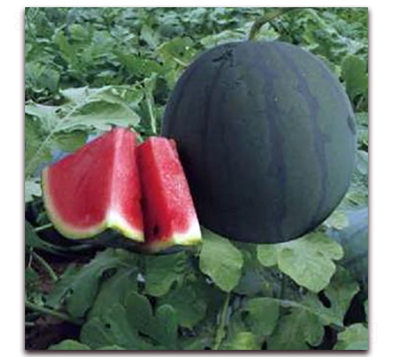 ����6̖(h��o)-���ϷN��-�����r(n��ng)