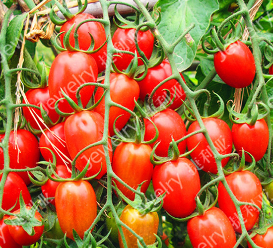 �t��169-���ѷN��-������