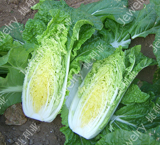 ������2̖(h��o)-�ײ˷N��-������