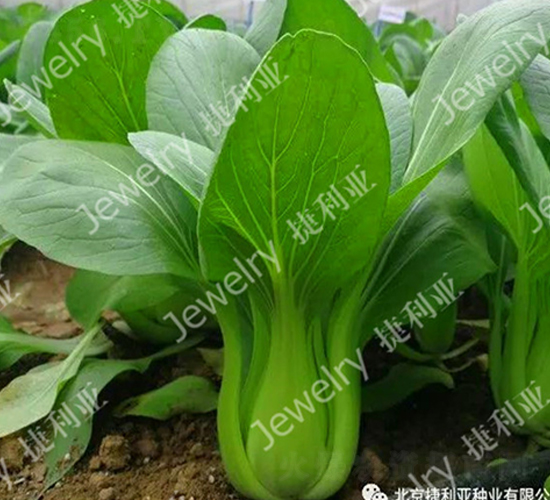 �ݶ���169-�๣�˷N��-������