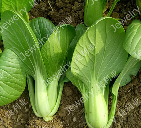 �ݶ���1620-�๣�˷N��-������