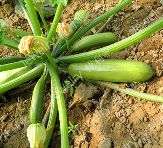 ����39-�����J�N��-������