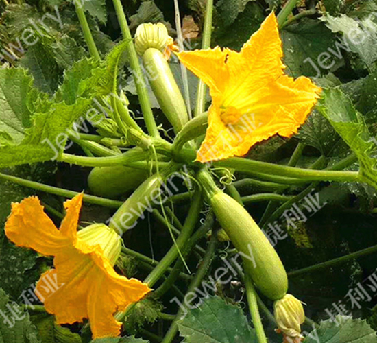 �G��115-�����J�N��-������