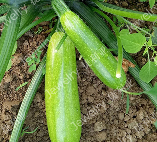 �ݾG136-�����J�N��-������