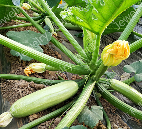 ����38-�����J�N��-������