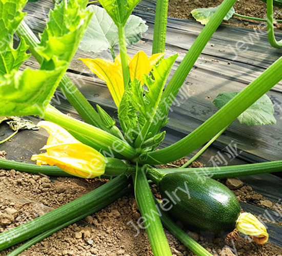 �G��6854-�����J�N��-������