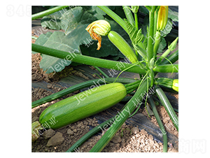 �ݾG135-�����J�N��-������