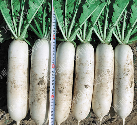 ����149-�}���N��-������